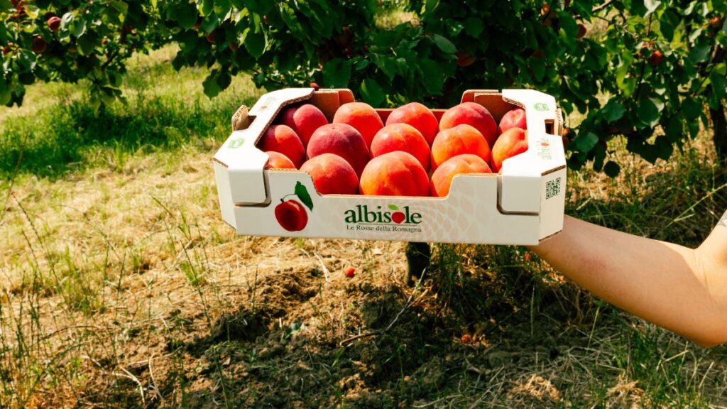 È tempo di albicocche rosse!