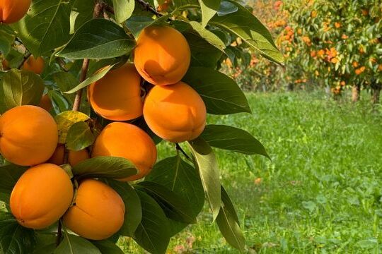 Giornata Mondiale dell'Alimentazione