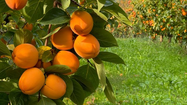 Giornata Mondiale dell'Alimentazione