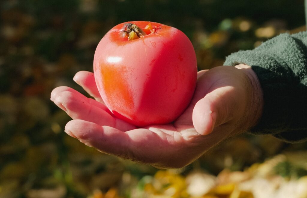 Cachi - Società Agricola Guidi