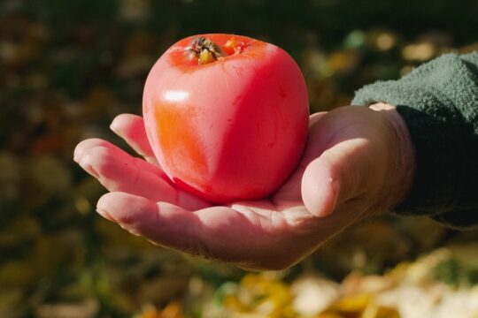 Cachi - Società Agricola Guidi