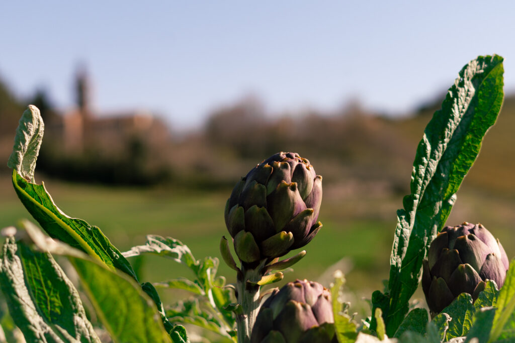 Carciofi Exploter: versatilità e gusto sulla tua tavola di primavera