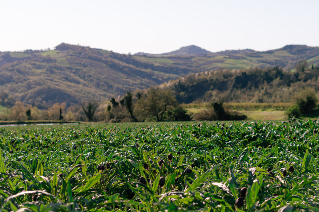 Come scegliere le verdure: la provenienza