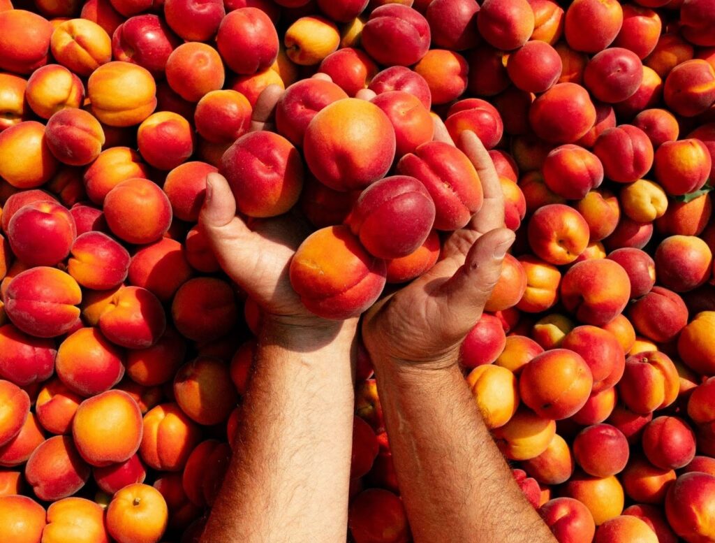 Come scegliere le verdure da portare in tavola? Regole e principi pratici